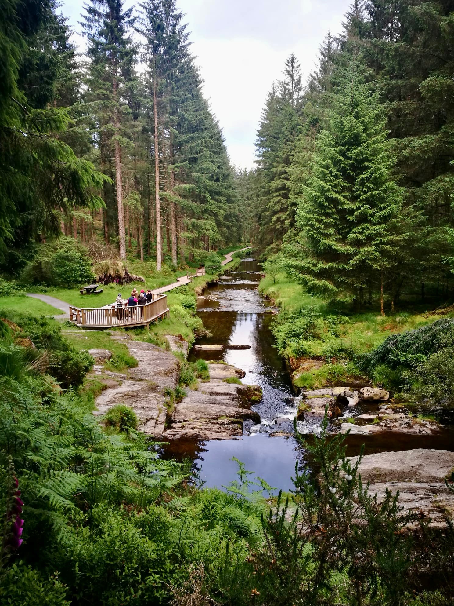 Hafren Forest in mid Wales - fantastic location for a holiday