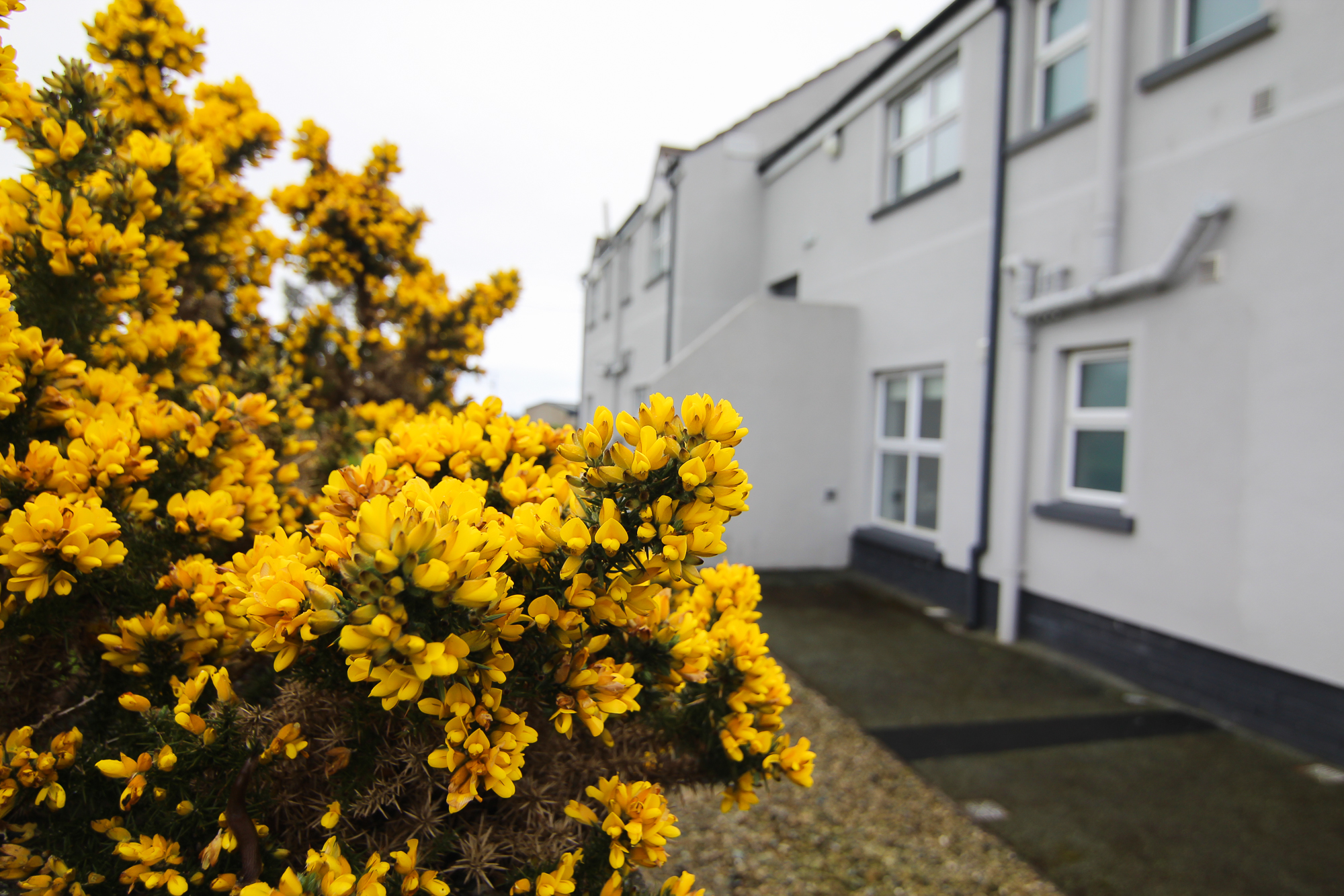 IncredABLE – bright yellow gorse in the gardens