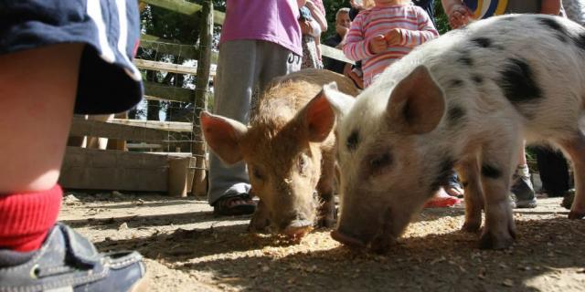 Daily Farm Animal Feeding