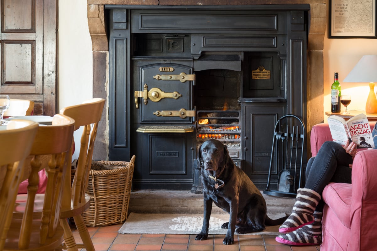 Warm Happy Dog.