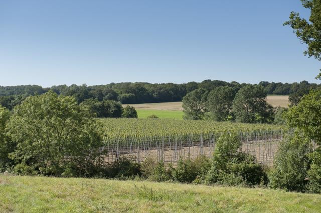 Traditional hop gardens and farmland surround Finchcocks Oast on all sides.