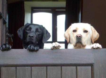 Inca & Oscar in Buddleia cottage, sleeps 4