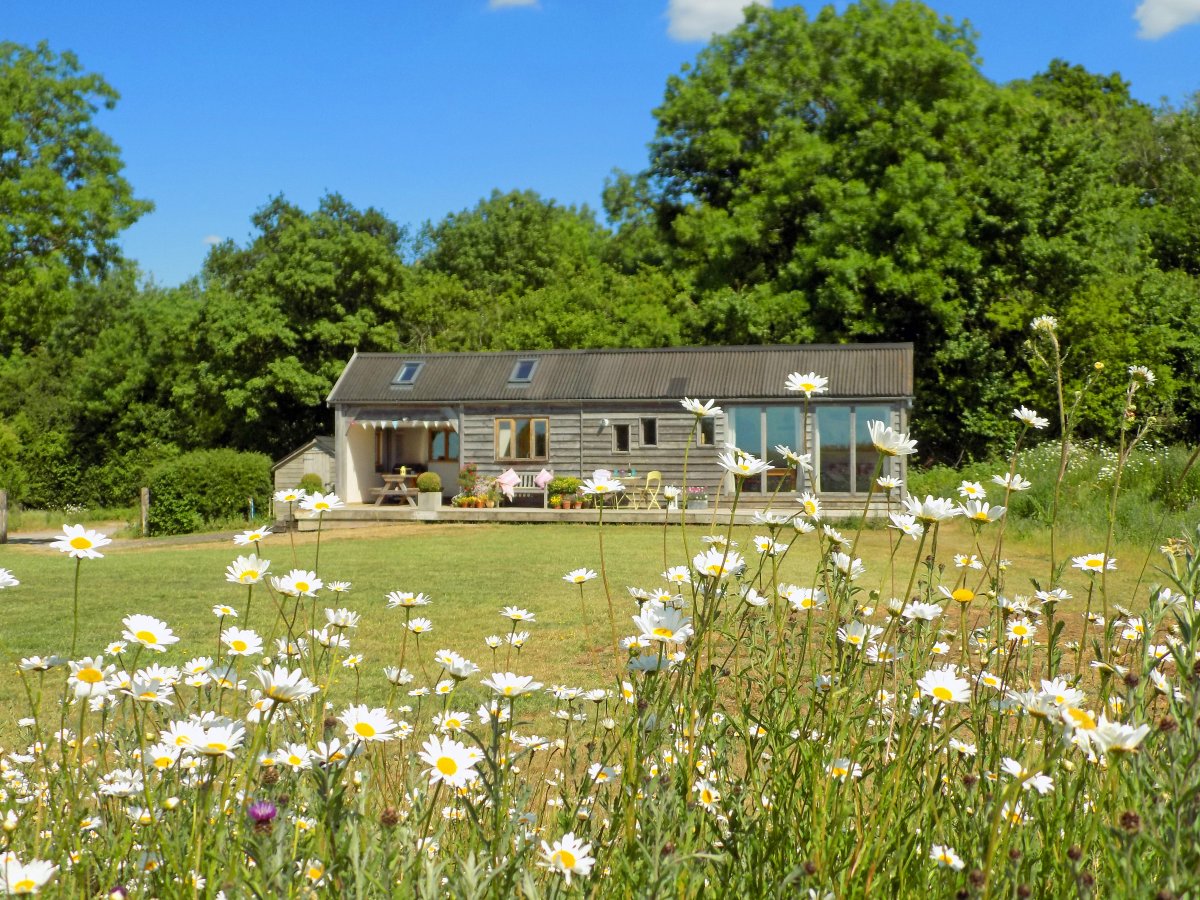 The Cabin, peace, woods and wildflowers.