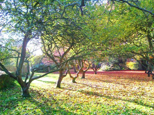 Peaceful Orchard